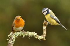 Robin and Blue tit